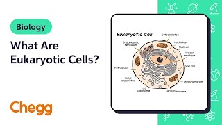 What Are Eukaryotic Cells  Introduction to Biology [upl. by Ialocin17]