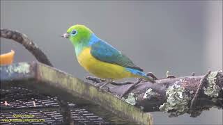 Gaturamobandeira no comedouro Chlorophonia cyanea por Antonio Silveira [upl. by Elsworth397]