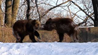 Fighting Grizzly Bears [upl. by Nace]