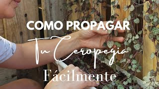 Como propagar tu Ceropegia Woodii super facil [upl. by Nah]