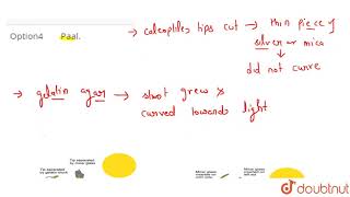 Name the scientist who discovered that decapitated coleoptile would resume photosensitivity [upl. by Atsyrhc429]