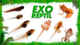 Exo Reptil  Ciclo de la Rana  Metamorfosis [upl. by Esom]