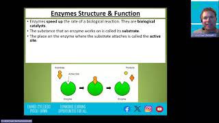 Enzymes Structure and Function [upl. by Eelek382]