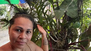 Transplanting orchids florgenargue growingwithflor viral views florgardengoddess shorts [upl. by Fredie]