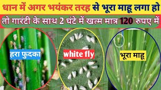 अब भूरा माहू जड़ से खत्म  BPH Control in Dhanpaddy  BPH insecticide  Brown Hopper Control [upl. by Shulem]