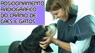 Posicionamento radiográfico do crânio de cães e gatos [upl. by Eniarol]