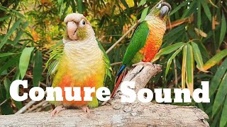 conure sound  green cheek conure sound 1 hour morning bird song My bird chirps in the morning [upl. by Corri]