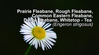 Prairie Fleabane Rough Fleabane Common Eastern Fleabane Erigeron strigosus Tea  4K [upl. by Suiremed388]