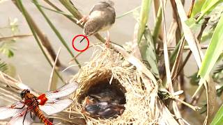 Mother birds brings food to feed babies bird in nest birdslover birdsounds birdslover birds [upl. by Priestley]