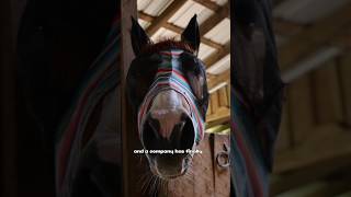 The Worlds Best Barrel Horse Gets A Hay Steamer barrelracing equestrian horseriding [upl. by Nerb]