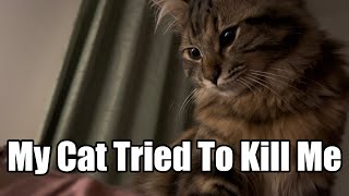 My cat tried to kill me [upl. by Anoit]