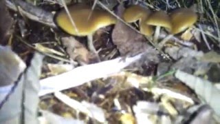 Psilocybe Cyancescens Find University Place WA November 14 2013 PNW [upl. by Missak]