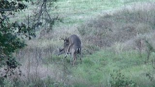 Buck Breeding a Doe East Texas Montgomery County 2014 Whitetail Deer [upl. by Tawney810]