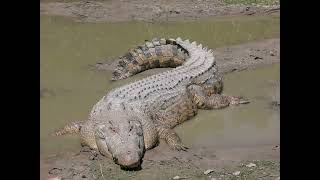 Black Caiman vs Saltwater Crocodile who would win [upl. by Asirem]