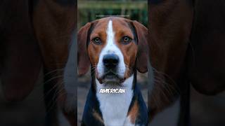 American Foxhound 🐶 [upl. by Faubert]