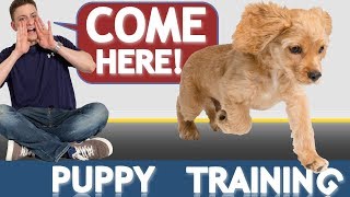 How to Train your Puppy to Come When Called NOW AND FOREVER [upl. by Ellezaj]