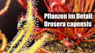 57 Nützliche fleischfressende Pflanze gegen Fruchtfliegen und andere Insekten [upl. by Guyer]