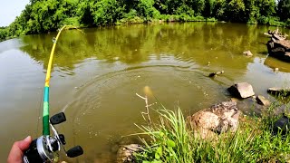 summer creek fishing i caught the ugliest fish in the creek [upl. by Dotson]