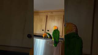 suncor bird style pls see birdscanvas birds creativebirdvlogs suncorbird sunbird birdwing [upl. by Naillij]