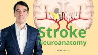 The Neuroanatomy of a Stroke Stroke Syndromes and Location Identification [upl. by Habeh570]