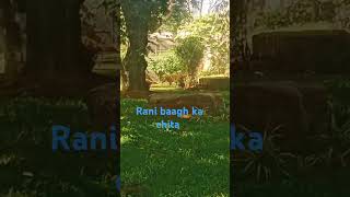 Rani bagh ka chita 🐆🐆🐆 [upl. by Buttaro]