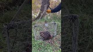 My First Beaver Live Trapping and Relocation 🦫 relocation conservation redlake minnesota [upl. by Neukam]