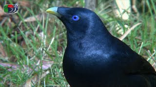 100 Sydney Birds  0810 Koel to Pardalote Night Birds Kookaburra Bowerbirds [upl. by Simone]