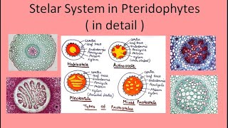 Stelar System in Pteridophytes in detail  hindi and english  For BSc and MSc  By Jyoti Verma [upl. by Vizza]