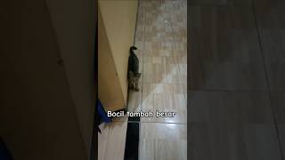 Bocil mendadak dewasa cat catlover anabul kitten funny animals funnyvideo animalcat meow [upl. by Barrett]