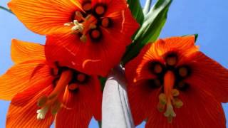 FRITILLARIA IMPERIALIS RUBRA [upl. by Eimorej282]