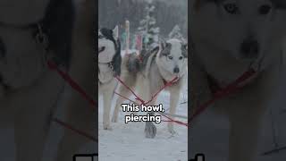 The Truth Behind a Huskys HOWL husky facts doglover [upl. by Sokairyk]