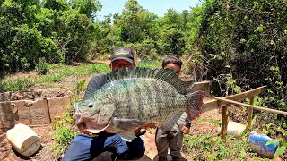 Tilápias de 7 kilos Pescaria de gigantes do rio Peixes Grandes habitam neste lugar [upl. by Zuzana]