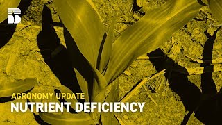 Nutrient Deficiency I Becks Agronomy Update [upl. by Kcirttap459]