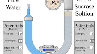 osmometer [upl. by Motch]