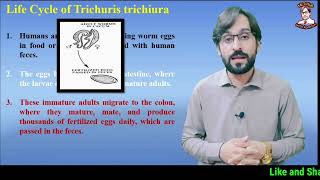 Trichuris trichiura  Life Cycle  Symptoms  Diagnosis  Treatment [upl. by Deborah233]