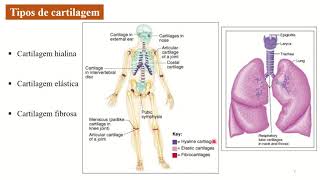 Aula Histologia tecido cartilaginoso e ósseo Parte III de Conjuntivo [upl. by Azrim18]