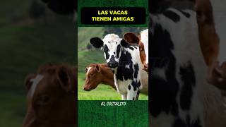 Las Vacas Tienen Amigas [upl. by Ainadi]