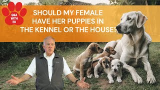 Should My Female Have Her Puppies In The Kennel Or the House [upl. by Inait]