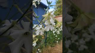 This is Nicotiana alata Plant it once and you can have these flowers forever garden vlog short [upl. by Anelrahc]