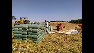 Como fazer análise da silagem de milho ensacada e sua composição de nutrientes [upl. by Elston463]