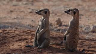 MeerkatLifeshorts KalahariWildlifeDesertGuardians [upl. by Hussey]