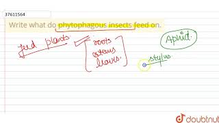 Write what do phytophagous insects feed on [upl. by Haleemaj649]