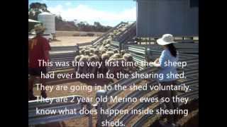 Stress Free Stockmanship letting sheep into a shearing shed [upl. by Hiamerej]