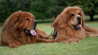 Tibetan Mastiff The Giant and Expensive Breed  My Honest Review [upl. by Adabel]