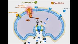 Proton Pump Inhibitors animation video [upl. by Pickering404]