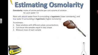 Measuring Osmolarity IB Bio 2015 [upl. by Tigram]