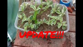 How to Propagate Variegated Weigela [upl. by Erik]