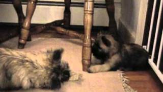 Cairn Terrier puppy play  2000 [upl. by Ainer906]