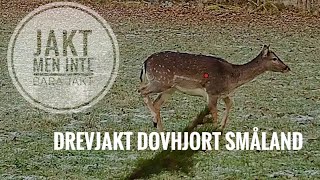 Lyckad Drevjakt Dovhjort Ekesås 2023 [upl. by Dot]