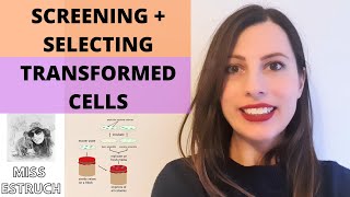 SCREENING amp SELECTING TRANSFORMED CELLS Help with in vivo cloning for Alevel Biology [upl. by Aremmat687]